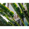 PLANTA Queen